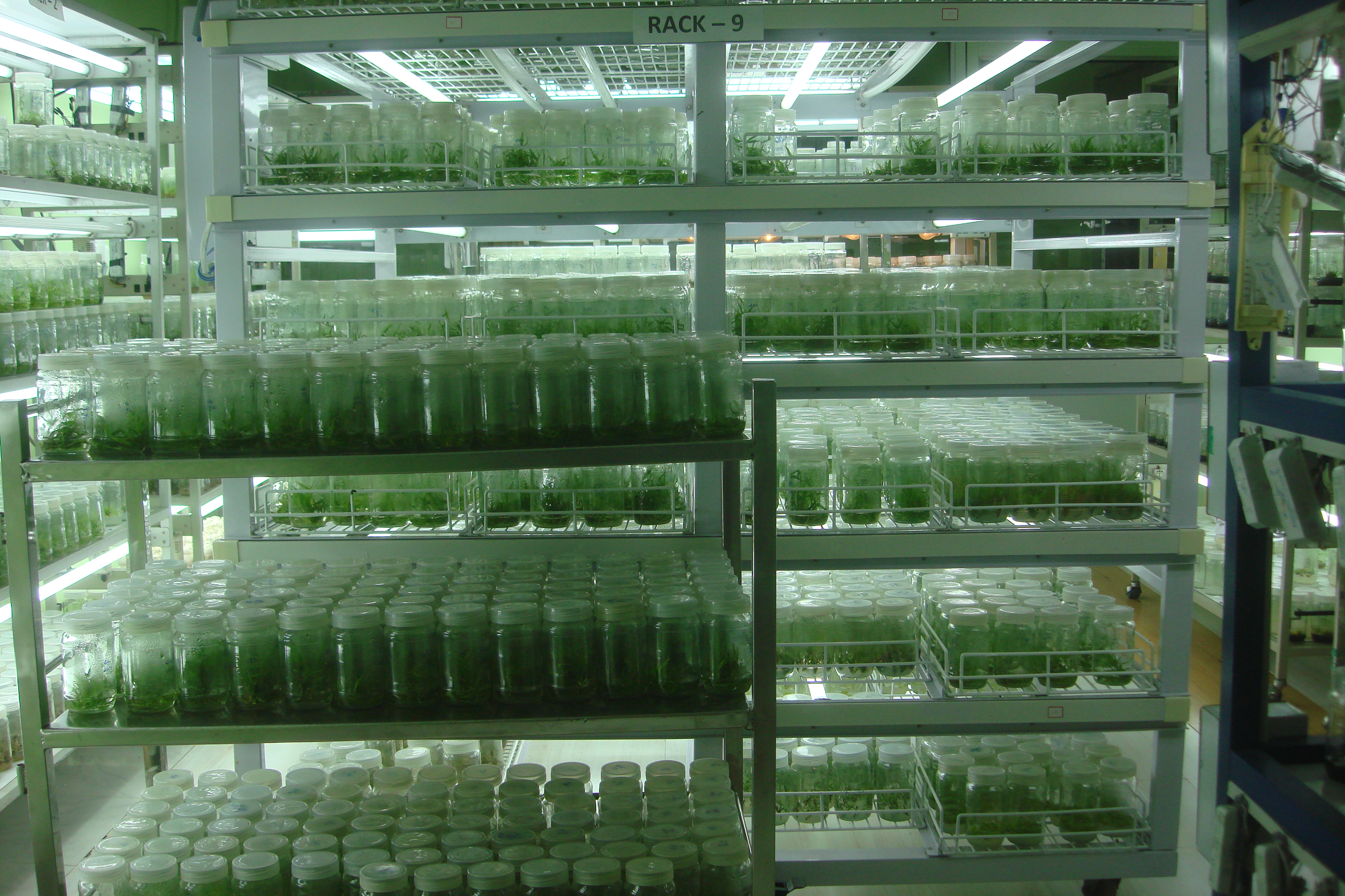 11. Tissue culture growht room